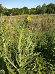 Sonchus palustris