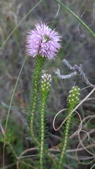 Stilbe ericoides