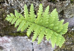 Dryopteris filix-mas