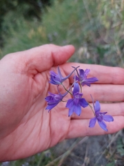 Delphinium consolida