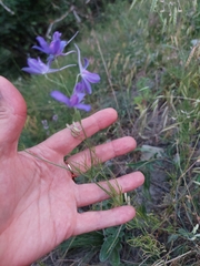 Delphinium consolida