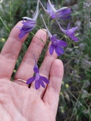 Delphinium consolida