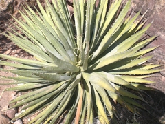Agave utahensis