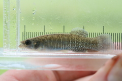 Fundulus confluentus