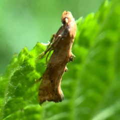 Epermenia falciformis