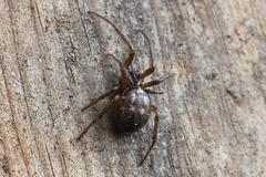 Steatoda nobilis
