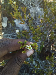 Diosma guthriei