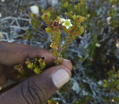 Diosma guthriei