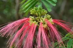 Calliandra houstoniana calothyrsus