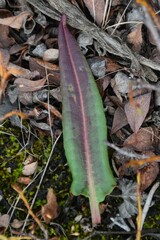 Rumex arcticus