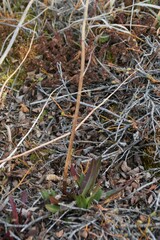Rumex arcticus