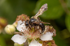 Andrena agilissima