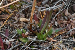 Rumex arcticus