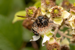 Andrena agilissima