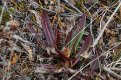 Rumex arcticus