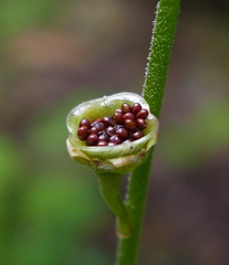 Pectiantia pentandra