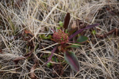 Rumex arcticus