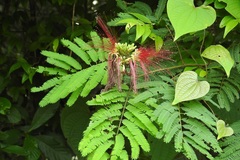 Calliandra houstoniana calothyrsus