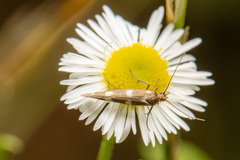 Scythris scopolella