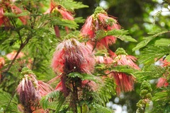Calliandra houstoniana calothyrsus