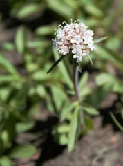 Valeriana acutiloba