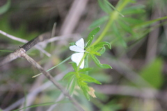 Idaea pallidata