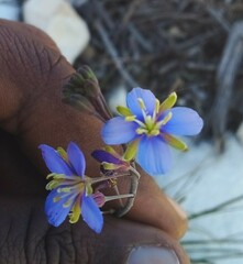 Heliophila linearis linearis
