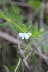Idaea pallidata