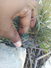 Heliophila linearis linearis