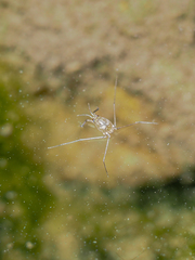 Metrocoris esakii