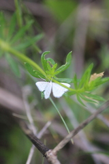 Idaea pallidata