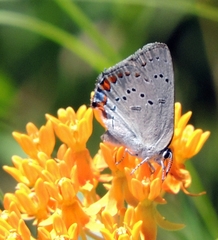 Satyrium acadica