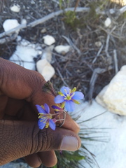 Heliophila linearis linearis