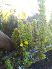 Aspalathus alopecurus