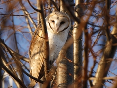 Tyto alba delicatula