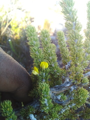 Aspalathus alopecurus