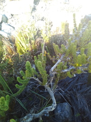 Aspalathus alopecurus