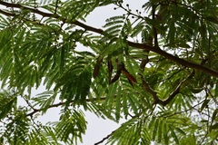 Leucaena diversifolia