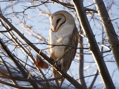 Tyto alba delicatula