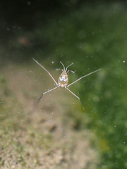 Metrocoris esakii