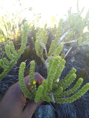 Aspalathus alopecurus