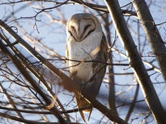 Tyto alba delicatula