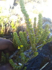 Aspalathus alopecurus