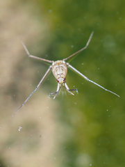 Metrocoris esakii