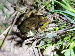 Pelophylax plancyi
