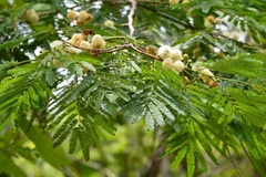 Leucaena diversifolia