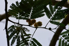 Leucaena diversifolia
