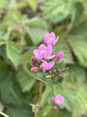 Centaurium littorale