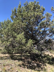 Juniperus occidentalis