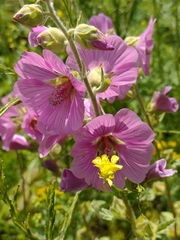 Malva × clementii